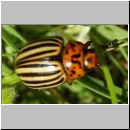 Leptinotarsa decemlineata - Kartoffelkaefer 01.jpg